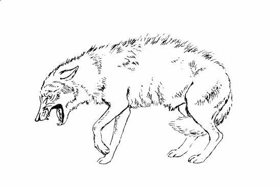 dominance a submisivita u vlků