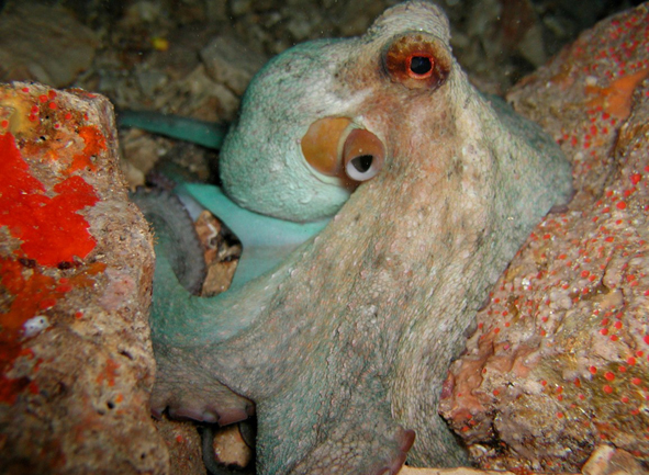 chobotnice pobřežní