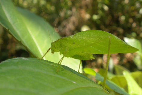 kobylka Kostarika