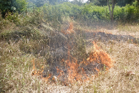 vypalování trávy