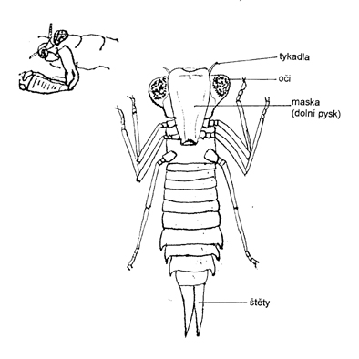 larva vážky