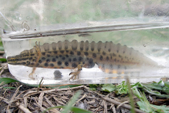 čolek obecný - vodní fáze