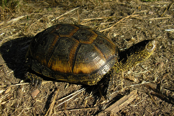želva bahenní samice