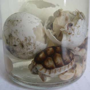 želva vroubená vajíčka a mládě