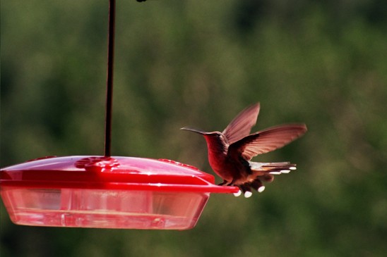 kolibřík na krmítku