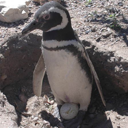tučňák magellanský