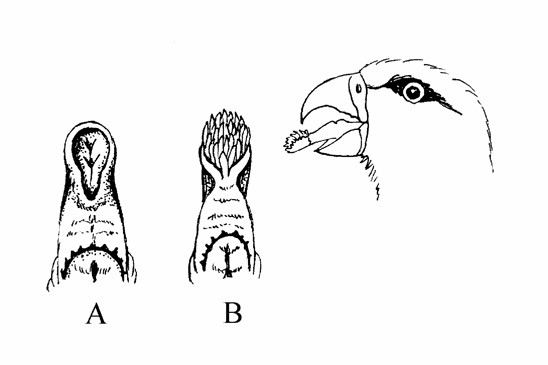 jazyk papoušků
