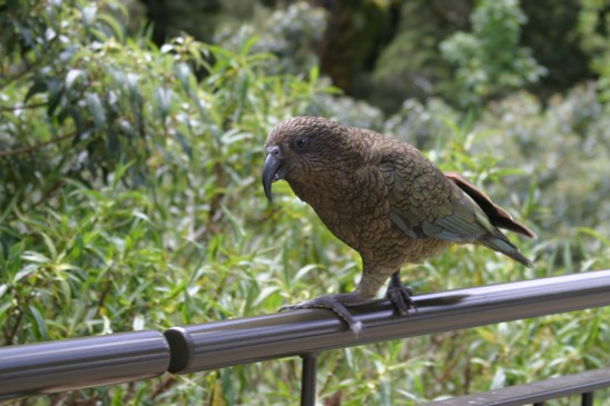 papoušek kea