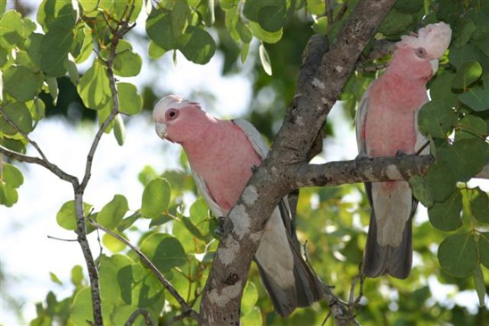 kakadu růžový