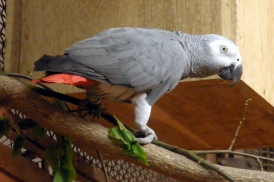 papoušek šedý - žako