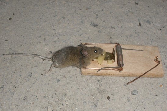 past na myši