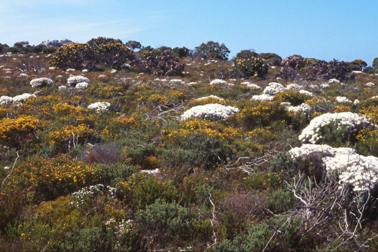 fynbos