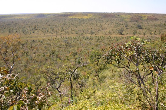 cerrado